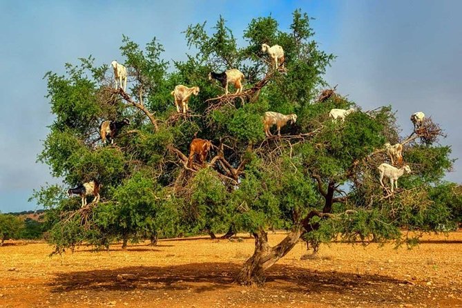 Half day tour : Agadir Goats in argan trees & Souk El Had Market - From Agadir pickup to a calmer start