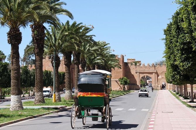 Half day tour : Agadir Goats in argan trees & Souk El Had Market - Taroudant: Little Marrakech, walled-town energy, and rampart views