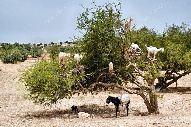 Half day tour : Agadir Goats in argan trees & Souk El Had Market - Price and value: is $41 per person fair for this route?