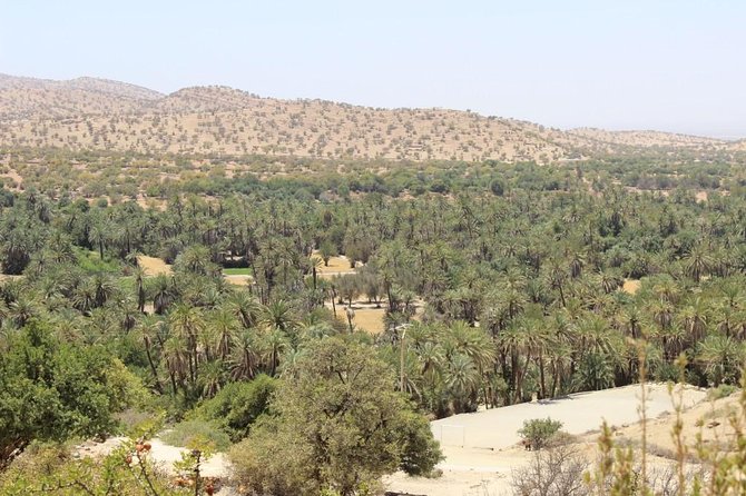 Half day tour : Agadir Goats in argan trees & Souk El Had Market - Who should book this half-day Agadir tour