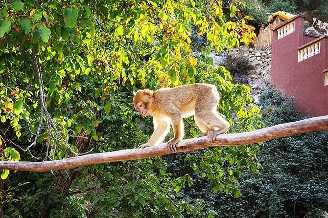 Half Day Tour From Marrakech to the Atlas Mountains & Ourika Valley - Transport, comfort, and what the smaller group really buys you