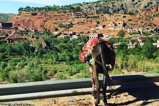 High Atlas Mountains Day Trip - Ourika Valley lunch: the green break that keeps the day enjoyable