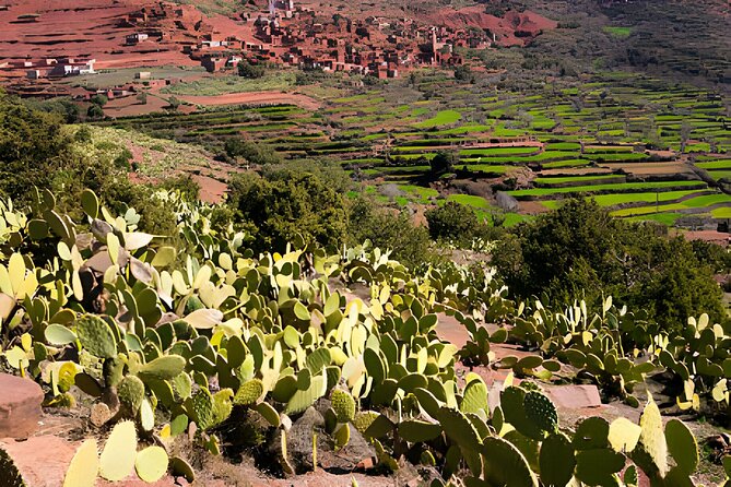 High Atlas Mountains Day Visit " Ourika Valley & Setti Fatma" - Ourika Valley Time: Short Walks in Mountain-Air Settings