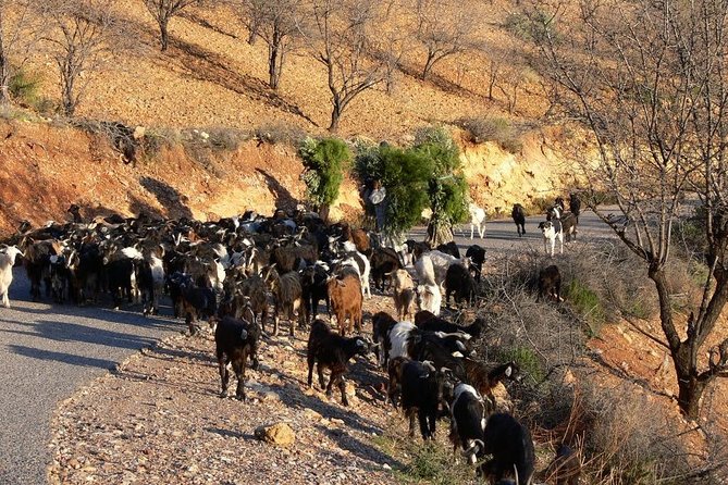 High Atlas Tour & Paradise Valley - Stop One Cascades: Beautiful Scenery, Seasonal Water, Free Entry