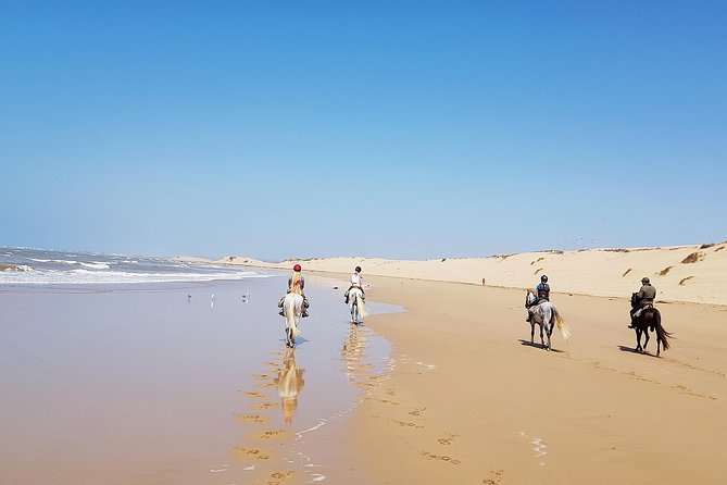 Horse Ride on the Beach in Essaouira - Forest, Animals, and Birdwatching Moments You Don’t Expect