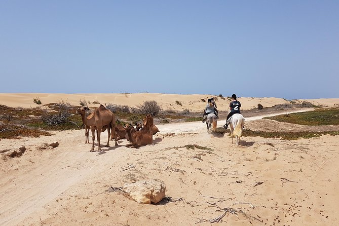 Horse Ride on the Beach in Essaouira - From Your Essaouira Hotel to the Stables: Getting There Without Drama