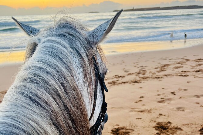 Horseback Riding On The Beach Of Essaouira - From Cafe Jimi Hendrix to your first trot: what the start really feels like
