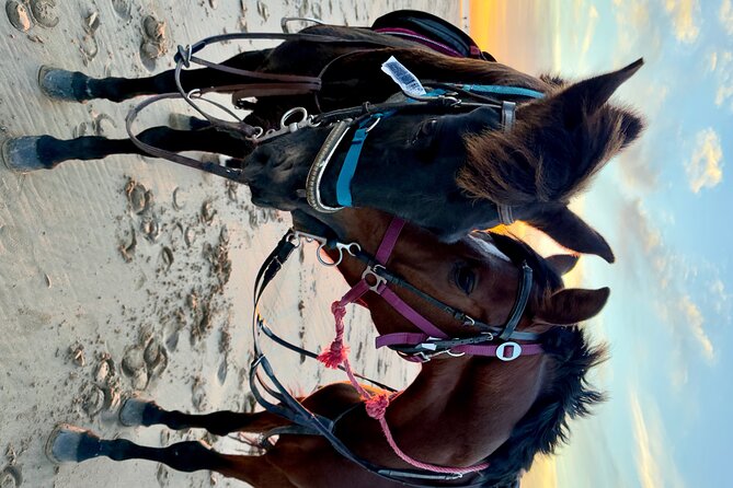 Horseback Riding On The Beach Of Essaouira - Photos and souvenir video: turning an hour into a keepsake