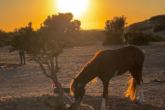 Horseback Riding On The Beach Of Essaouira - Who this ride fits best (and who should reconsider)