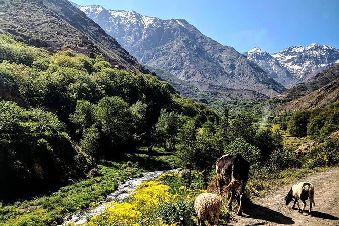 Imlil Village and Mount Toubkal Tour from Marrakech - Asni Market on Saturdays: A Quick Taste of Local Trade
