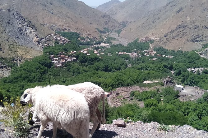 Luxury private day trip - Atlas Mountains, Agafay Desert & camels - Should You Book This Atlas Mountains and Agafay Day Trip?