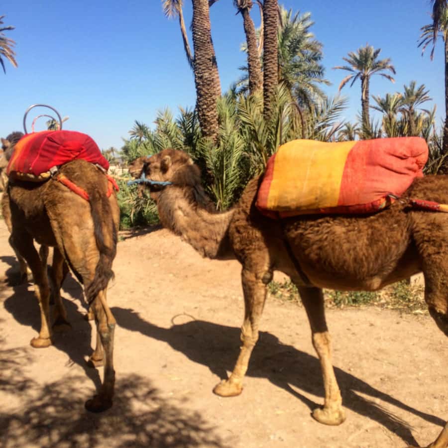 Marrakech : 1-Hour Camel Ride Through the Palm Grove - Berber Villages, Daily Life, and the Cheich Scarf Moment