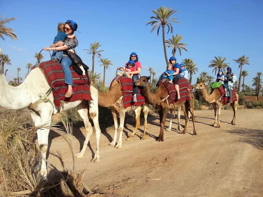 Marrakech : 1-Hour Camel Ride Through the Palm Grove - The Wooden-Boat Close-Up to the Falls