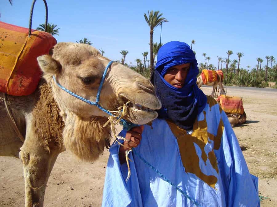 Marrakech : 1-Hour Camel Ride Through the Palm Grove - Break Time, Mint Tea, and How the Tour Ends Peacefully