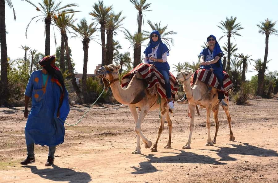Marrakech : 1-Hour Camel Ride Through the Palm Grove - Pickup by Coach and the Ride Out of the City