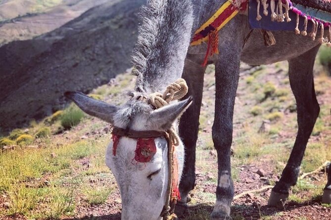 Marrakech: 2-Day Atlas Mountains Trek with Village Stay - Day 1 through the Azzaden Valley and up to Tizi Mzik