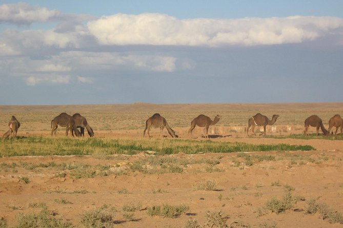 Marrakech activities: Camel ride tour Marrakech - Who This Tour Best Fits