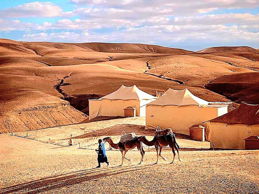 Marrakech Adventure: Agafay Desert Quad, Camel, Lunch - Camel Ride on the Plateau: 20 Minutes of Slow Wonder
