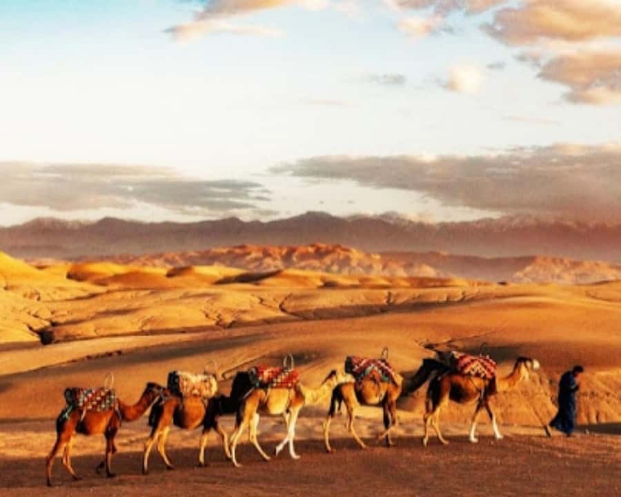 Marrakech: Agafay Desert Camel Rides, Dinner and Fire Show - Dinner Under the Stars: Moroccan Comfort Food Meets Live Entertainment