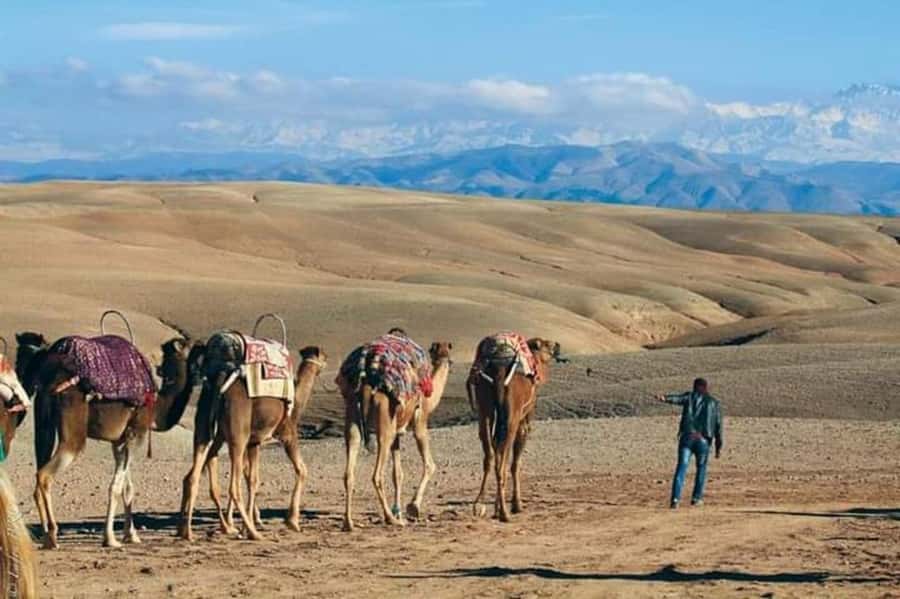 Marrakech: Agafay Desert Dinner and Sunset Camel Ride Trip - Dinner Under the Starlit Sky: Moroccan Comfort Food Done Right