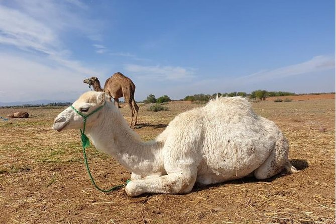 Marrakech: Agafay Desert Dinner, Camel Ride & Quad Biking. - Pricing and value: why $19.77 can feel surprisingly fair