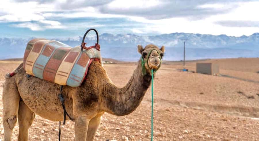 Marrakech: Agafay Desert Dinner, Camel Ride, & Show - Why Agafay’s Sunset Dinner Feels Worth Your Evening