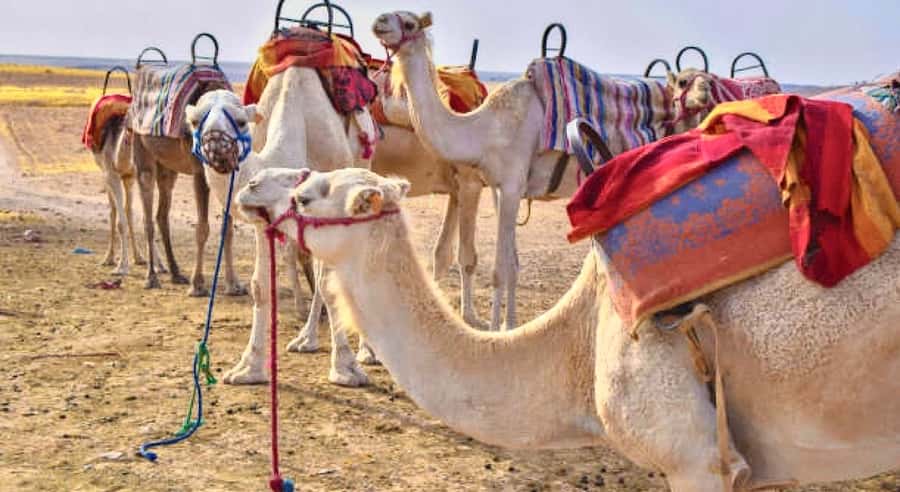 Marrakech: Agafay Desert Dinner, Camel Ride, & Show - Pickup From Marrakech and the Argan Oil Stop