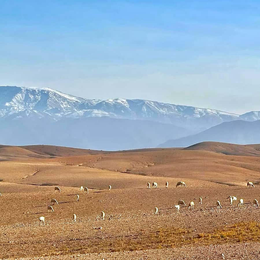 Marrakech: Agafay Desert Dinner, Camel Ride, & Show - Price and Value: Is $14 a Smart Deal?