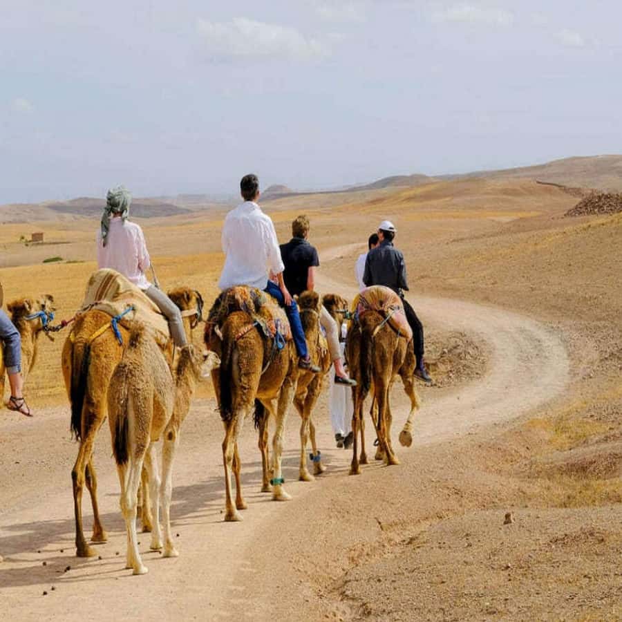 Marrakech: Agafay Desert Dinner with Music and Fire Show - Key points to know before you go