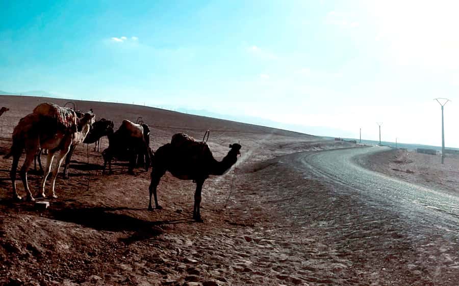 Marrakech: Agafay Desert Quad Bike Tour with Moroccan Tea - Getting out of Marrakech without the stress