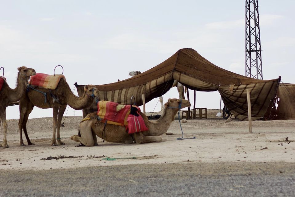 Marrakech: Agafay Desert Quad, Camel or Pool Day with Lunch - Should you book the Agafay Desert quad, camel or pool day?
