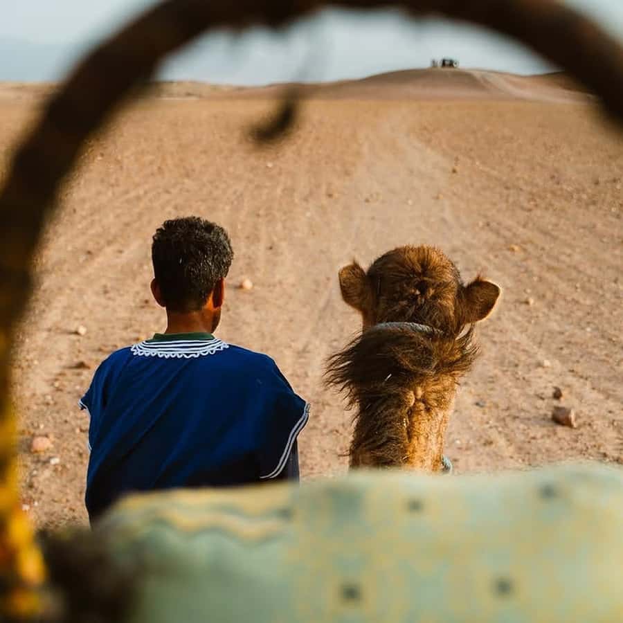 Marrakech: Agafay Desert Quad & Camel Rides Whit Dinner Show - Price and Value: What $21 Buys You (and Why It’s Fair)