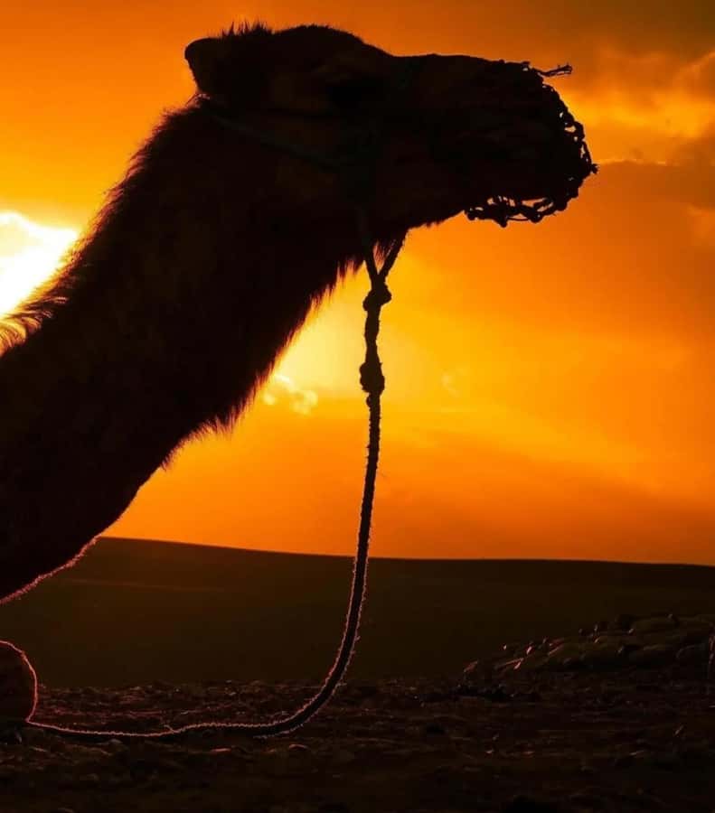 Marrakech : Agafay Desert Sunset Camel Ride & Luxury Dinner - Fire show, Gnawa music, and the argan oil stop that adds depth