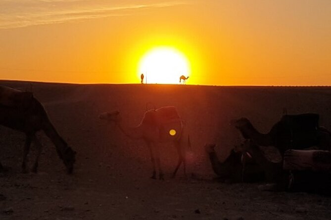 Marrakech: Agafay Desert Tour with Quad, Camel Ride & Dinner - Moroccan Dinner With a Show Under the Stars