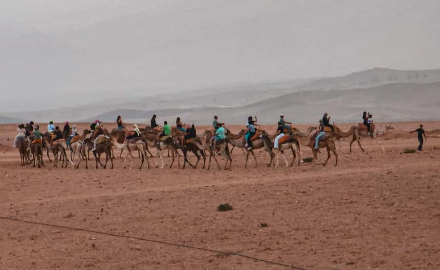 Marrakech: Agafay Ds Sunset with Dinner, Show & Tuareg Music - Dinner under the stars: Berber and Arabian flavors that hit the right notes