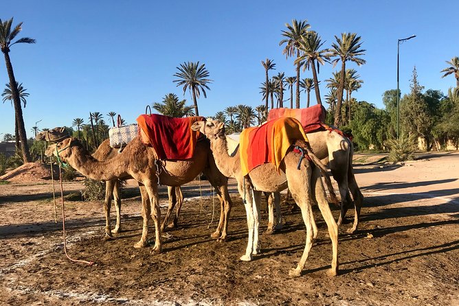 Marrakech Airport Transfers - Price and Value: Why $11.78 Can Be a Smart Booking