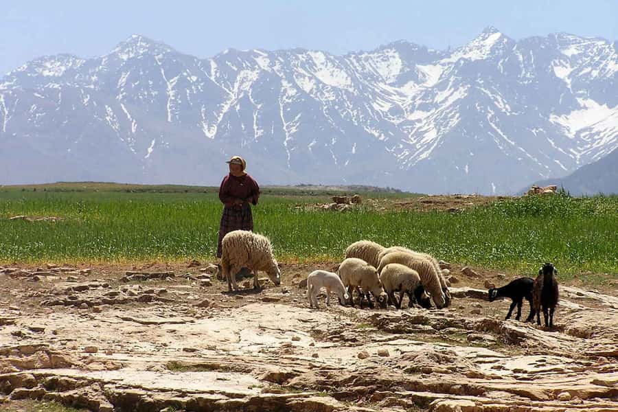 Marrakech: Atlas Mountains and Desert Safari with Lunch - Price and value: what $112 buys you (and what it doesn’t)