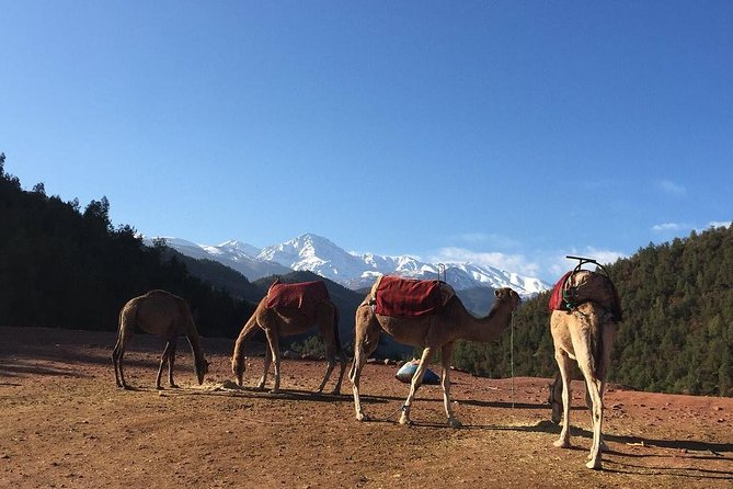 Marrakech: Atlas Mountains & Berber Villages Tour & Camel Ride - Camel Ride Through a Traditional Village: Worth It, With One Heads-Up