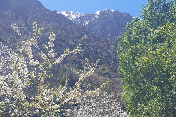 Marrakech: Atlas Mountains, Ourika Waterfalls,Local Guide & Lunch - Argan women’s co-operative: a pause that connects food, oil, and fairness