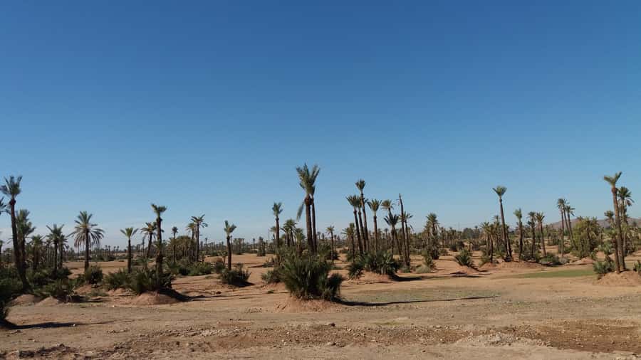 Marrakech: Buggy Experience at Palmeraie with Hotel Pickup - Marrakech Palmeraie Buggy Ride: The Feeling You’re Paying For