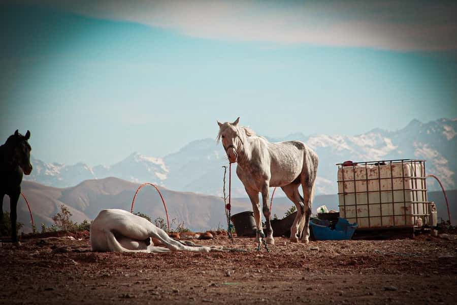 Marrakech: Camel Ride, Dinner, Pool, and Fire Show in Agafay - Agafay at Sunset: Why This Camel Ride Feels Different