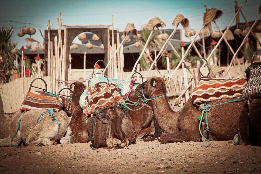 Marrakech: Camel Ride, Dinner, Pool, and Fire Show in Agafay - Who Should Book This Agafay Night and Who Might Skip It