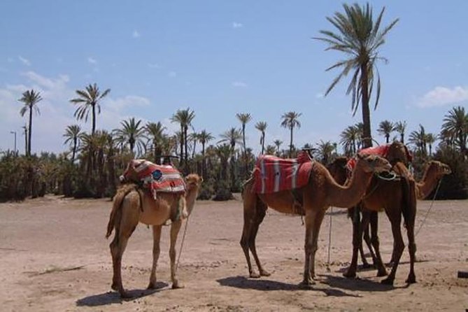 Marrakech Camel Ride Experience with Pick-up - What Happens When You Arrive: Cheich, Berber-Style Dressing, and First Impressions
