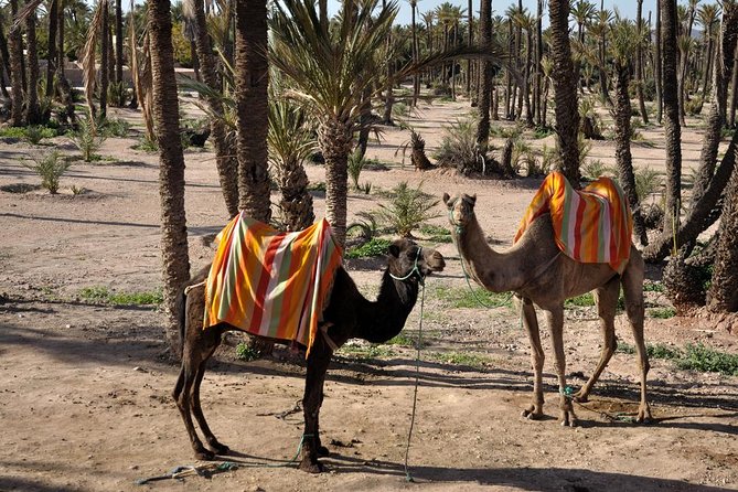 Marrakech Camel Ride Experience with Pick-up - The Camel Ride Through the Palms: How It Feels on the Ground