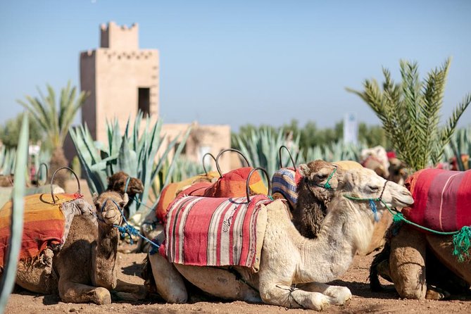 Marrakech Camel Ride Experience with Pick-up - Mint Tea After the Ride: A Refreshing Marrakech Detail