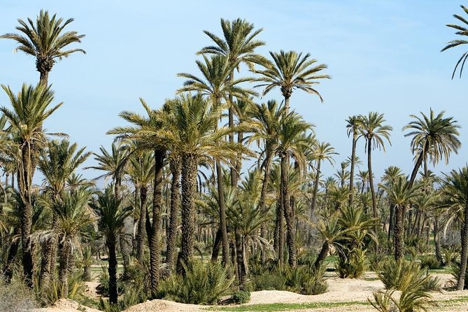 Marrakech Camel Ride Experience with Pick-up - Guides and Group Size: The Difference Between a Good Ride and a Great One
