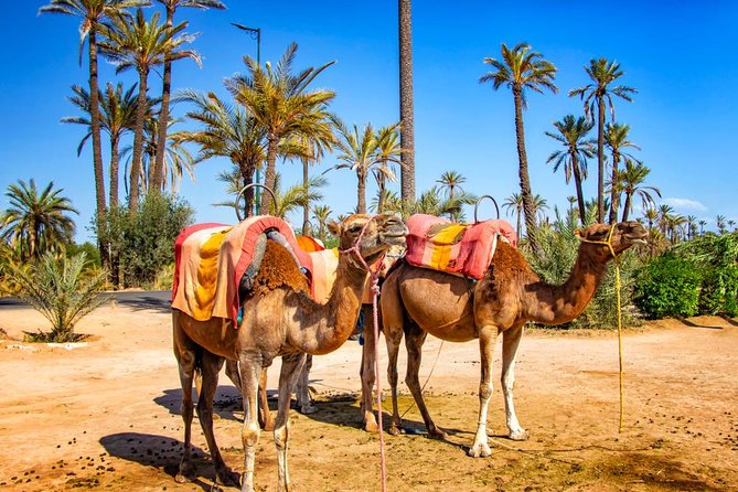 Marrakech Camel Ride Experience with Pick-up - Price and Value: Is $17.45 a Smart Deal?