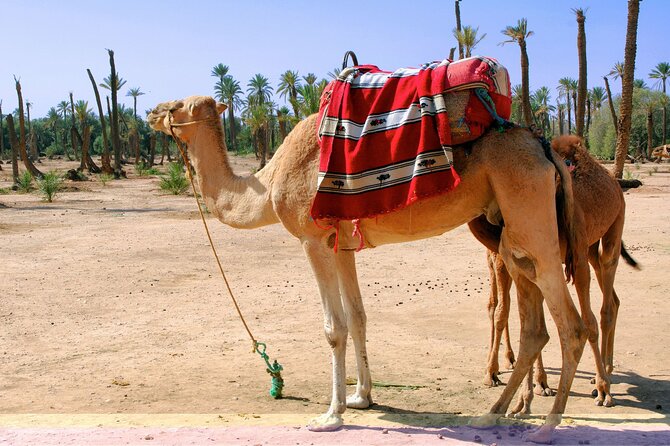 Marrakech Camel Ride in Palmeraie - What’s Included (and What to Budget): The Real Value of $34.84