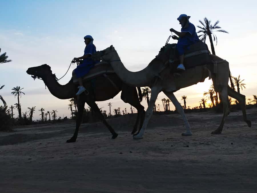 Marrakech Camel Ride in the Palmeraie Palm Grove - How the 2-Hour Plan Works (and Where the Time Goes)