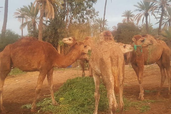 Marrakech Camel Safari at Agafay Desert - The 1-hour camel ride in palm groves: what the ride actually feels like